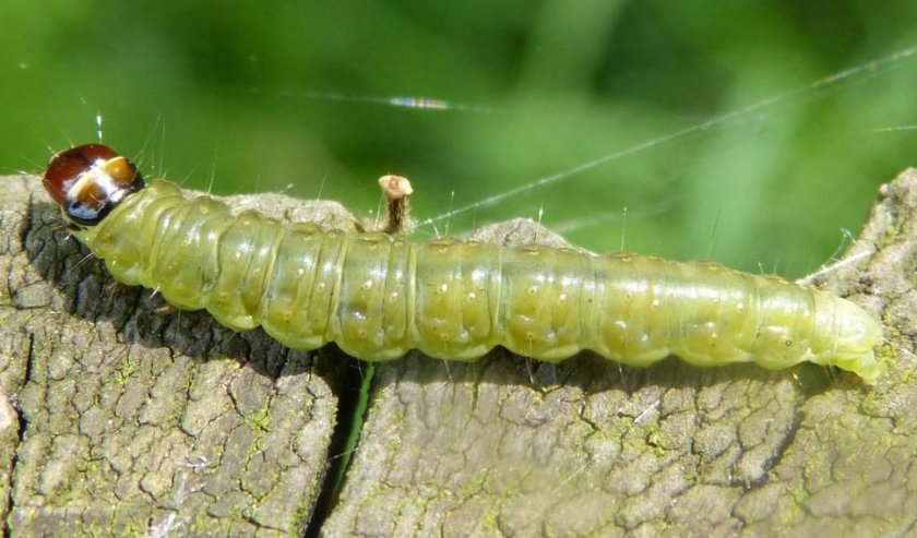 Листовёртка на спиреи Листовёртка на спиреи