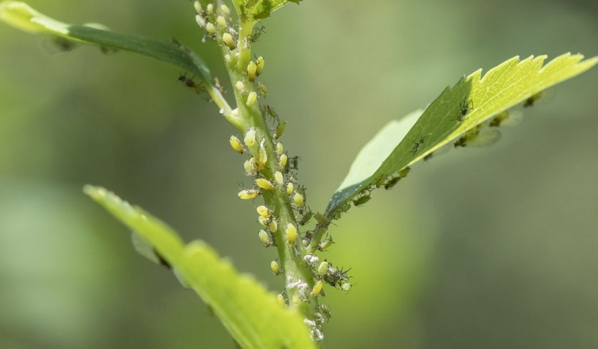 Тля на спиреи Тля на спиреи