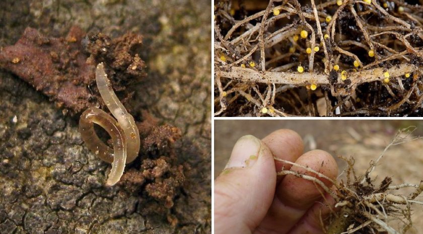 Нематода Нематода