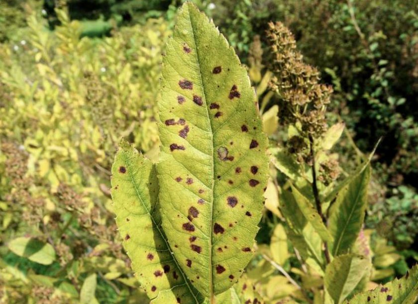 Бурая пятнистость Бурая пятнистость