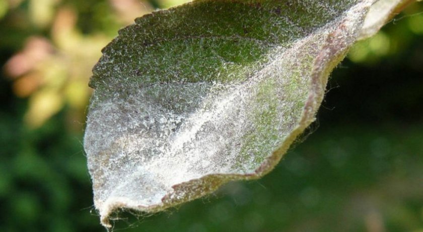 Мучнистая роса на листьях спиреи Мучнистая роса на листьях спиреи