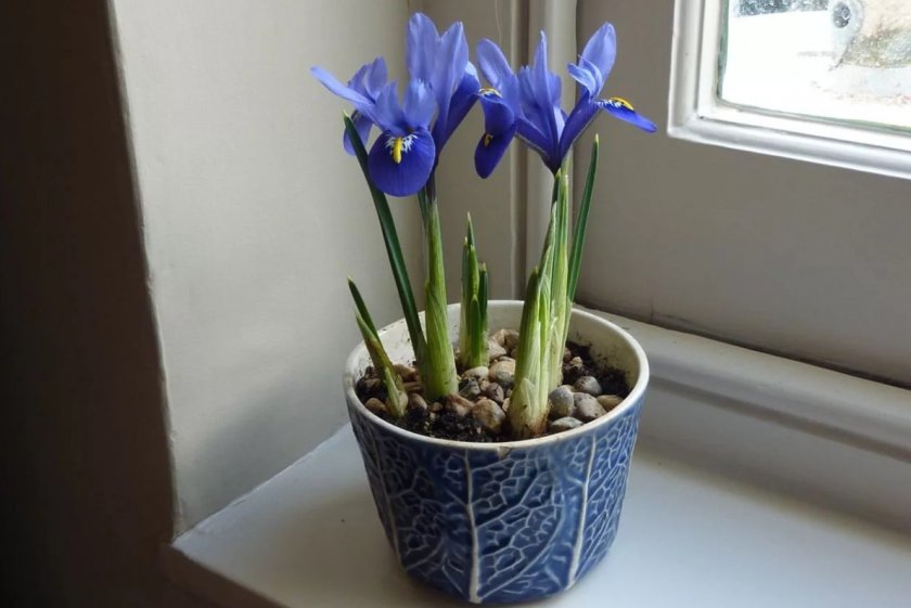 Выращивание ириса в комнатных условиях Выращивание ириса в комнатных условиях