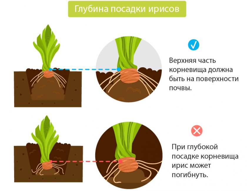 Глубина посадки ирисов