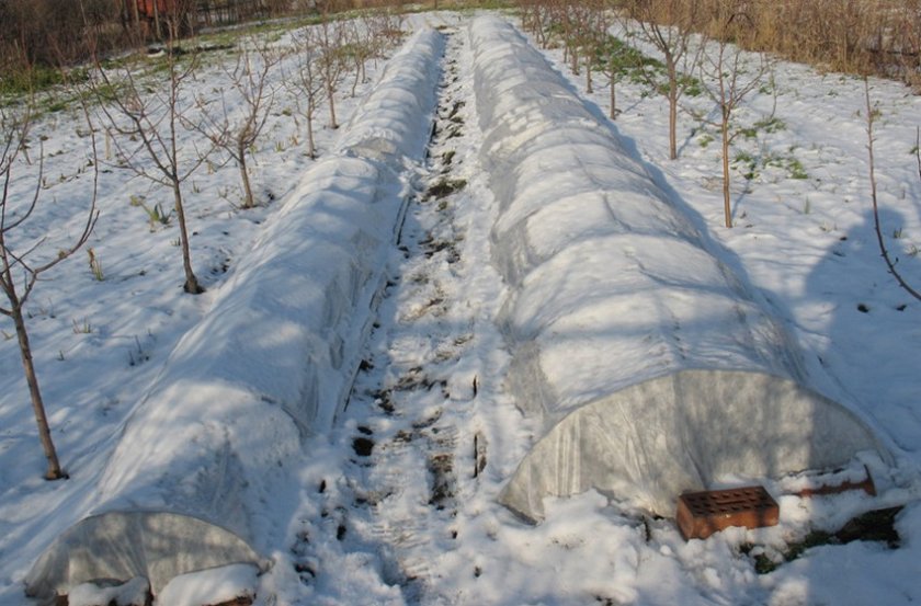 Укрытие ирисов на зиму Укрытие ирисов на зиму