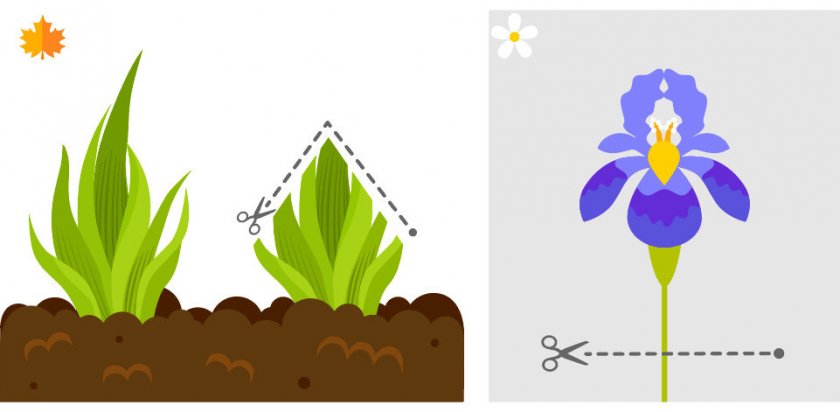 Обрезка ирисов Обрезка ирисов