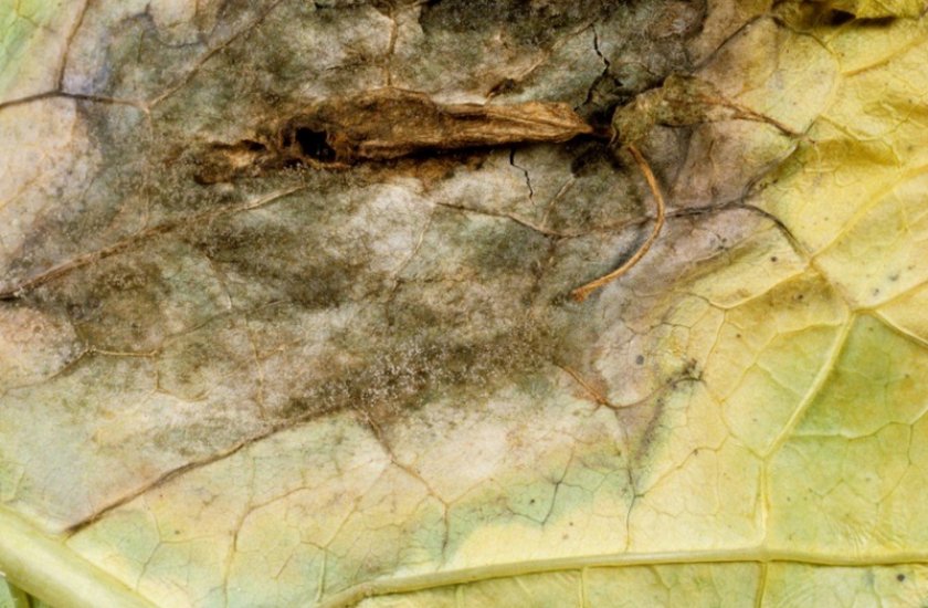 Серая гниль Серая гниль