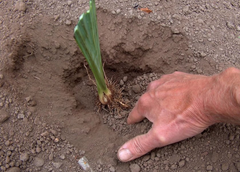 Пересадка на постоянное место