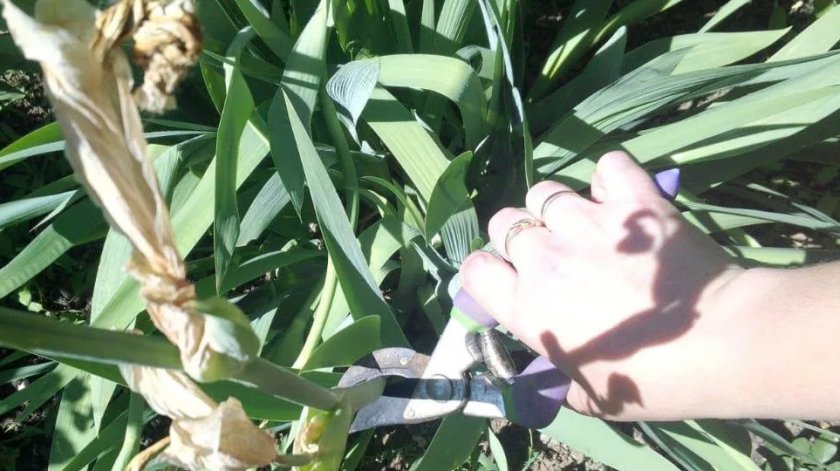 Обрезка цветоноса после цветения Обрезка цветоноса после цветения