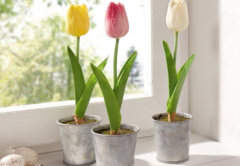 Тюльпаны на подоконнике Тюльпаны на подоконнике