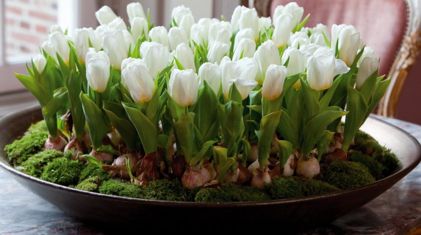 Тюльпаны в домашних условиях Тюльпаны в домашних условиях