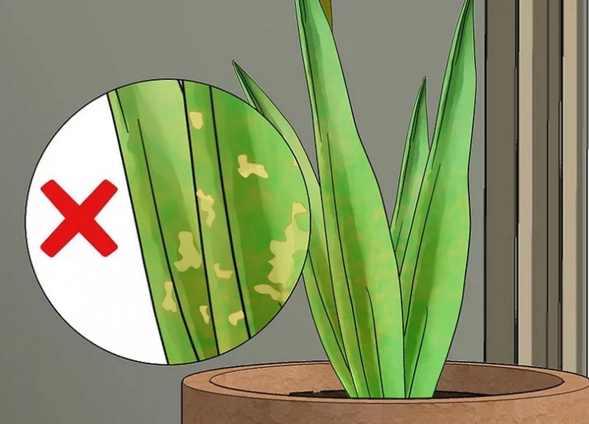 Удаление больных листьев Удаление больных листьев