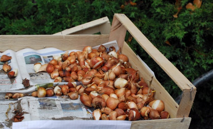 Просушка Просушка