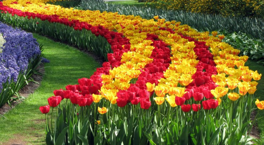 Посадка тюльпанов в виде извилистой дорожки