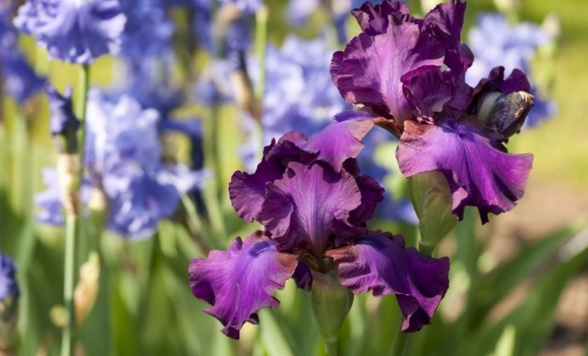 Цветы — ирисы Цветы — ирисы