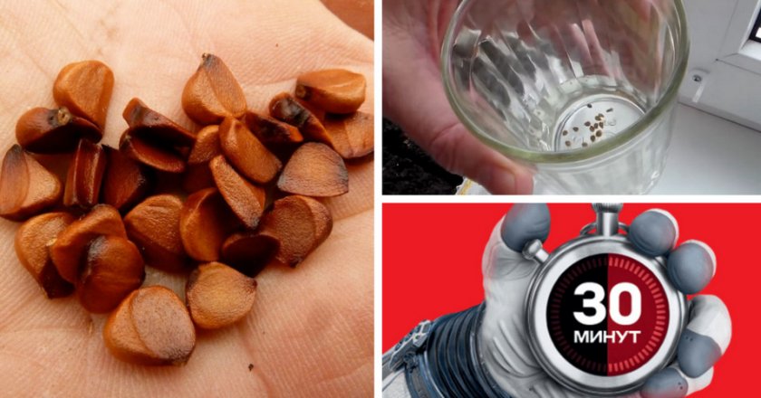 Проверка семян на всхожесть Проверка семян на всхожесть