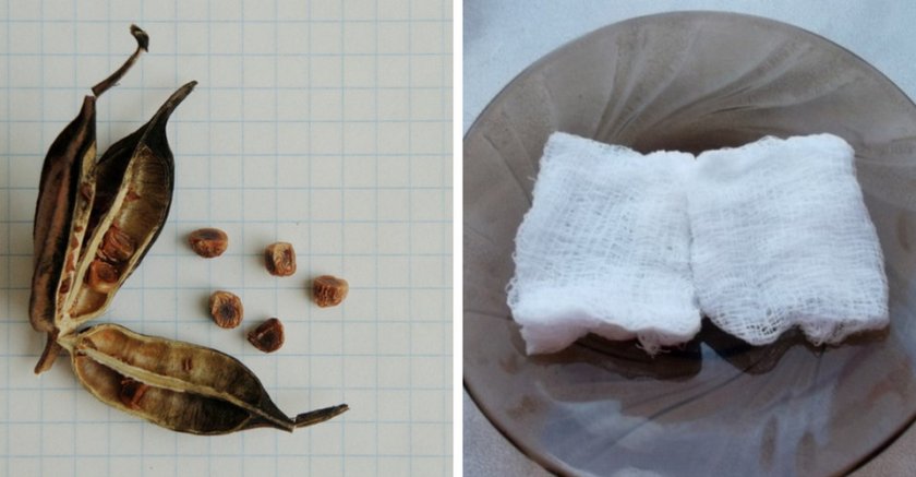 Проращивание семян ирисов Проращивание семян ирисов