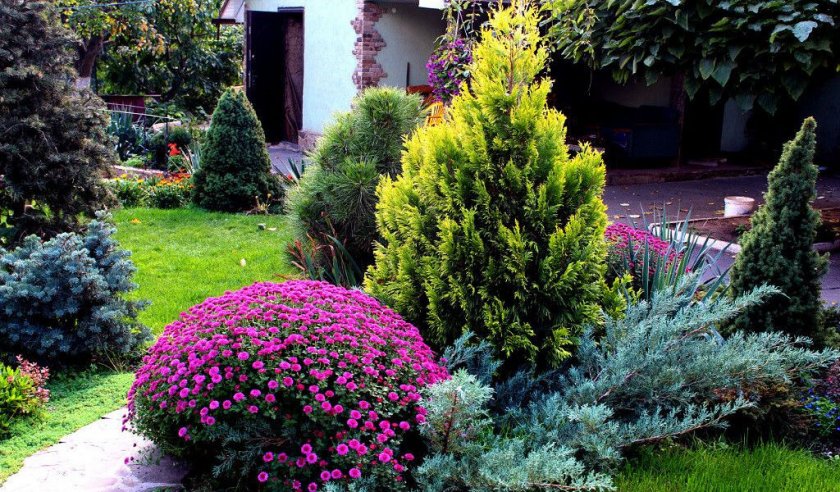 Растения рядом с туей Растения рядом с туей