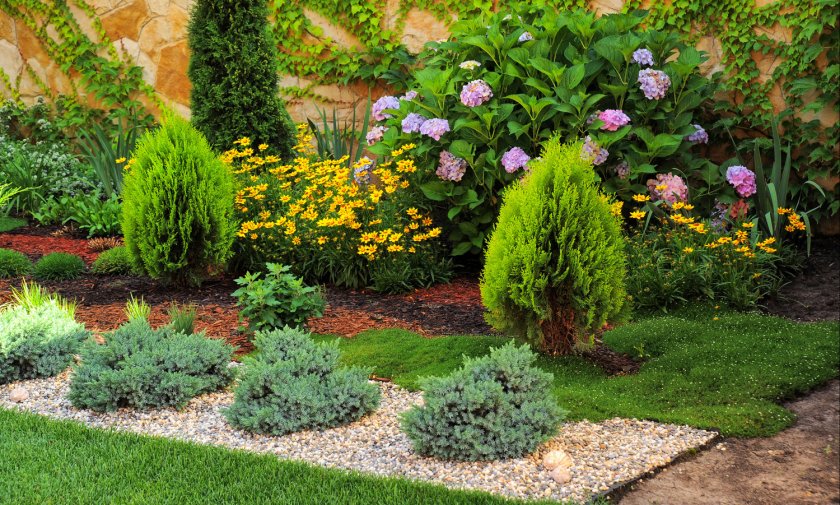 Туи с другими растениями Туи с другими растениями