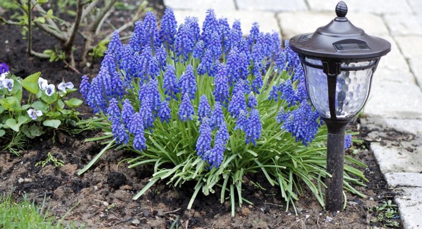 Мускари в ландшафтном дизайне Мускари в ландшафтном дизайне