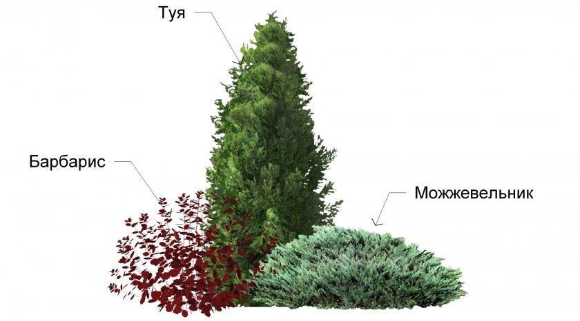 Туя с кустарниками Туя с кустарниками