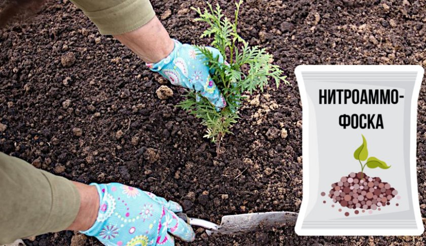 Посадка саженца туи