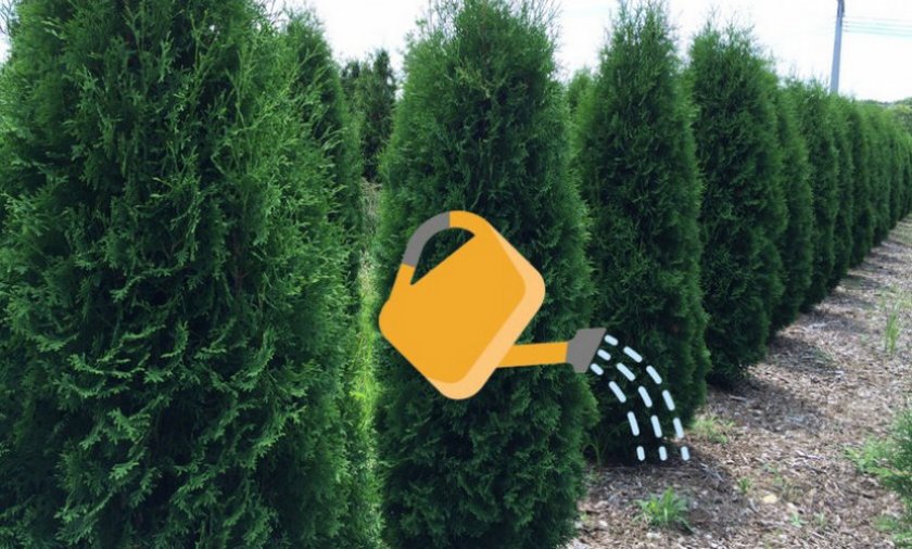 Полив туи Полив туи