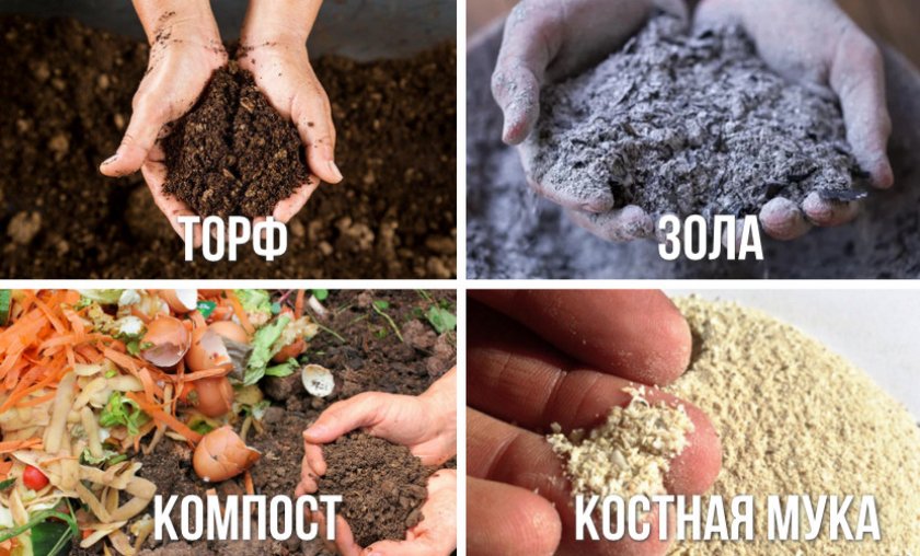 Удобрения для туи Удобрения для туи