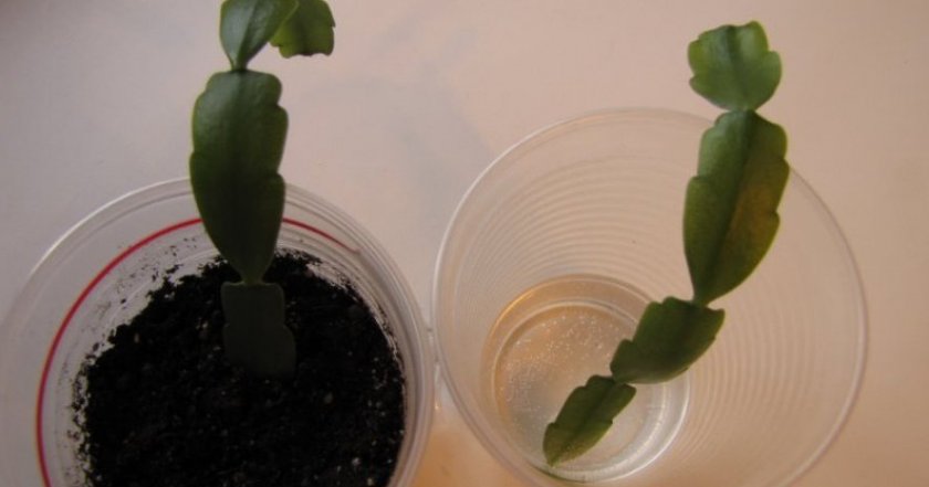 Черенки декабриста Черенки декабриста