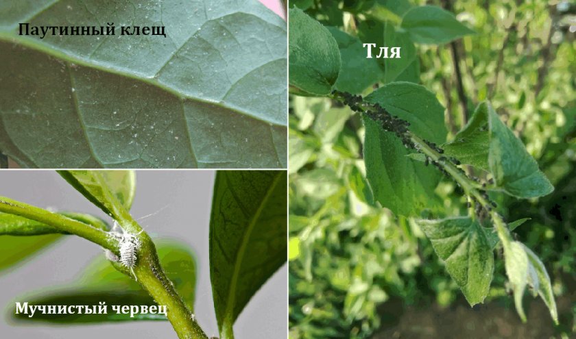 Вредители жасмина