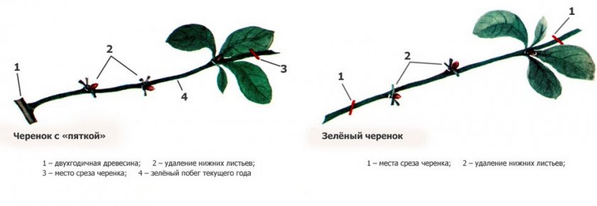 Размножение китайского лимонника черенками