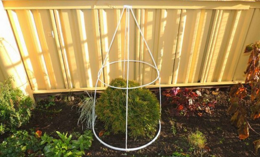 Каркас для притенения саженца туи Каркас для притенения саженца туи