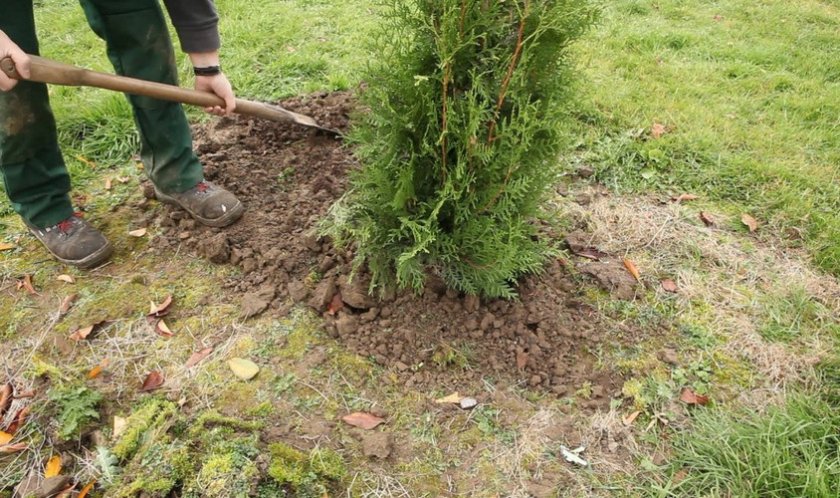 Посадка туи осенью Посадка туи осенью