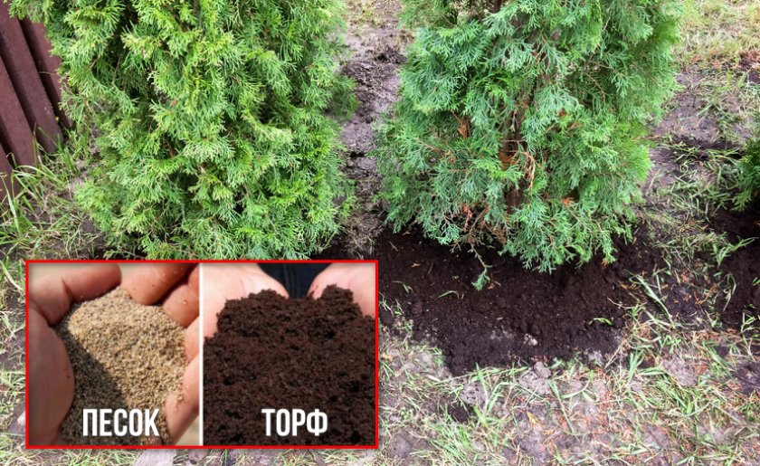 Место для посадки туи Место для посадки туи