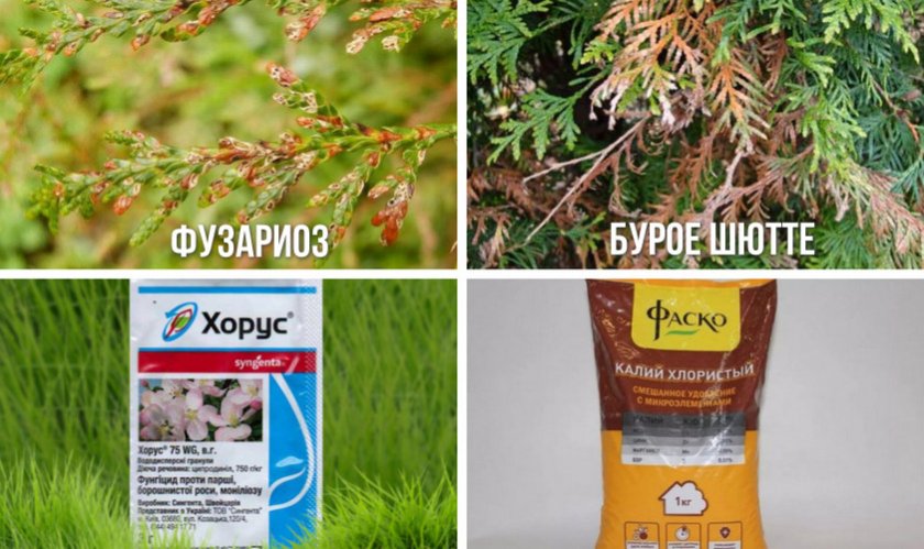 Методы борьбы против болезней туи Методы борьбы против болезней туи