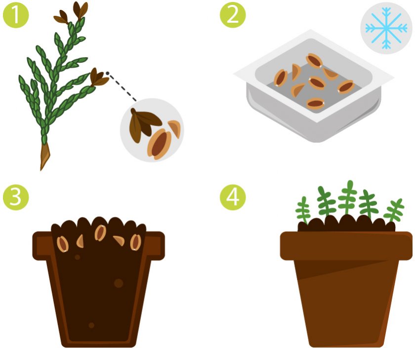Посадка семян туи Посадка семян туи