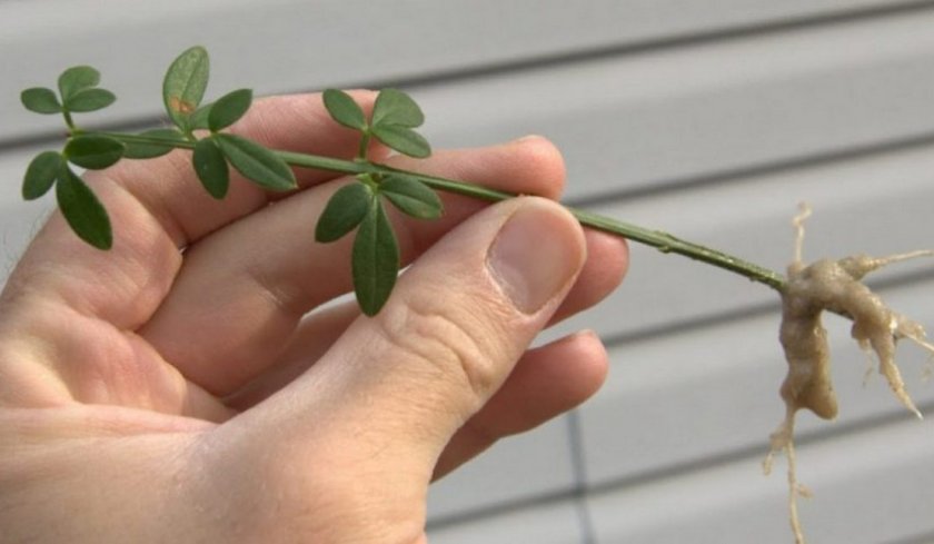 Черенок жасмина