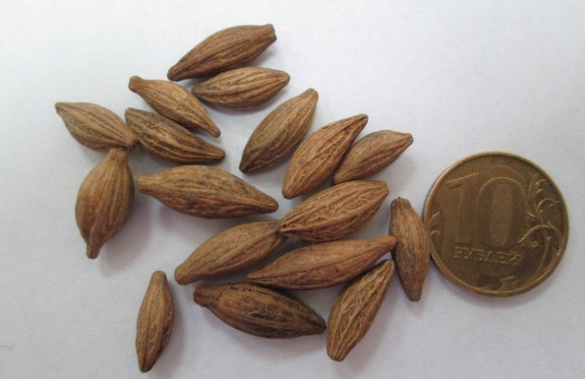 Семена жасмина