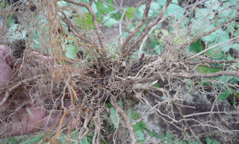 Корневая система жасмина Корневая система жасмина