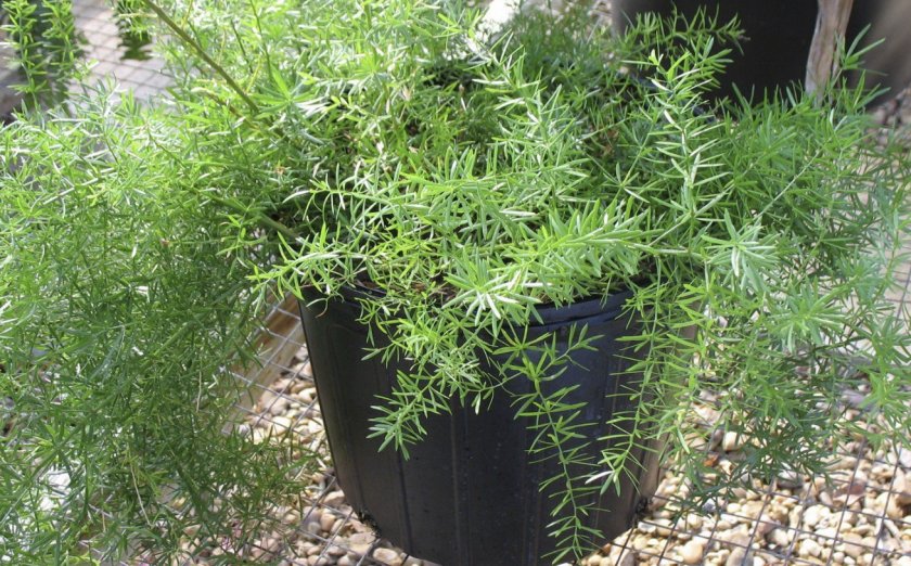 Asparagus Sprengeri Asparagus Sprengeri