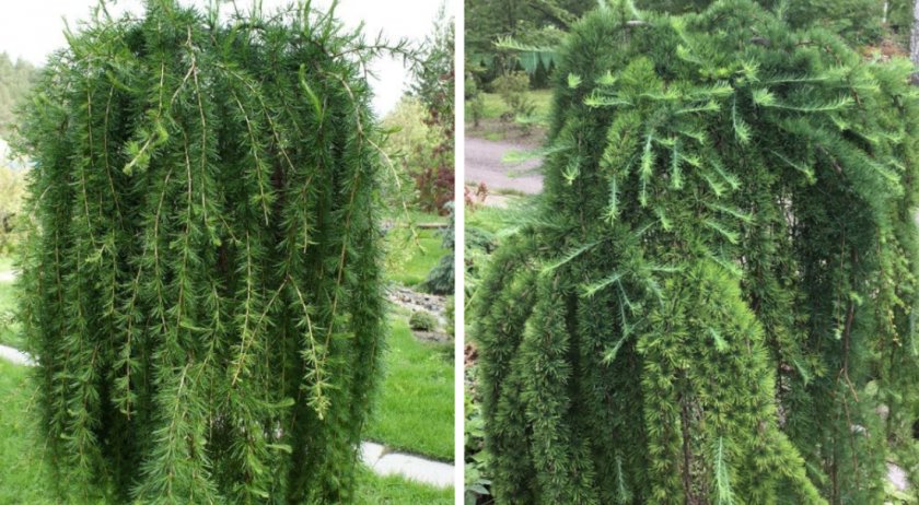 Лиственниц Репенс Лиственниц Репенс