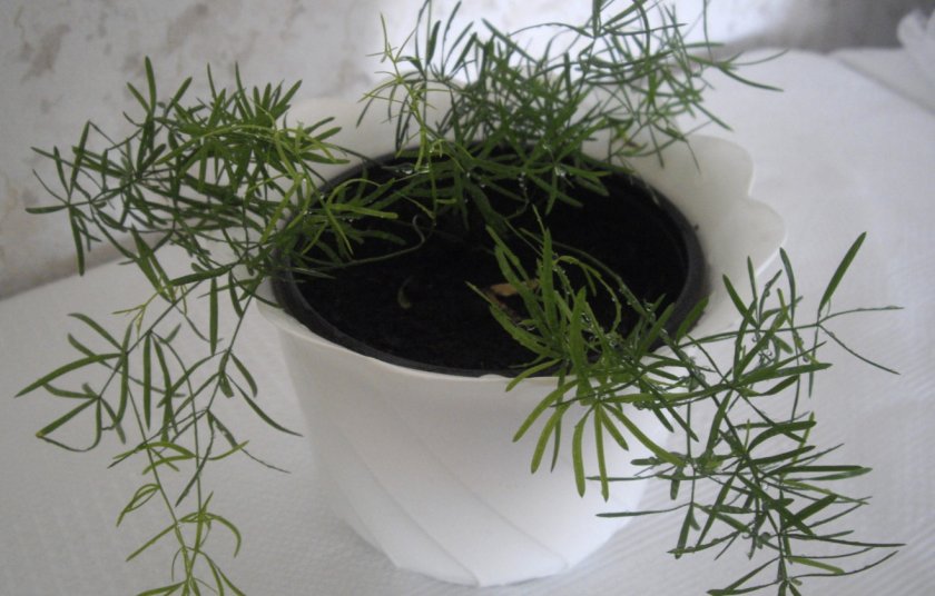 Аспарагус Шпренгера