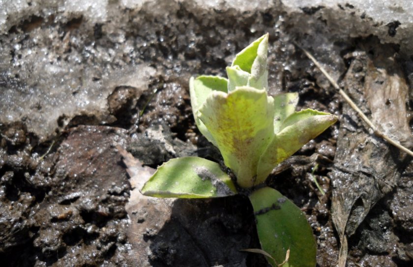 Примула ранней весной Примула ранней весной