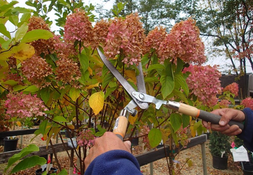 Обрезка гортензии Обрезка гортензии