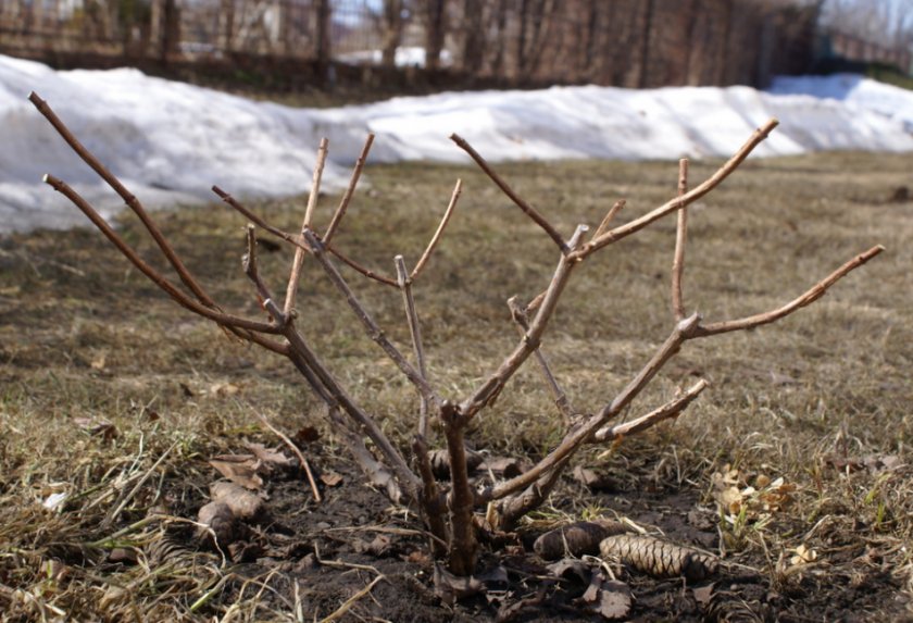 Гортензия весной Гортензия весной