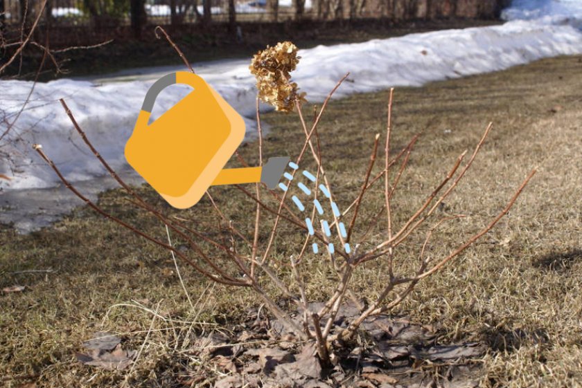 Полив гортензии весной