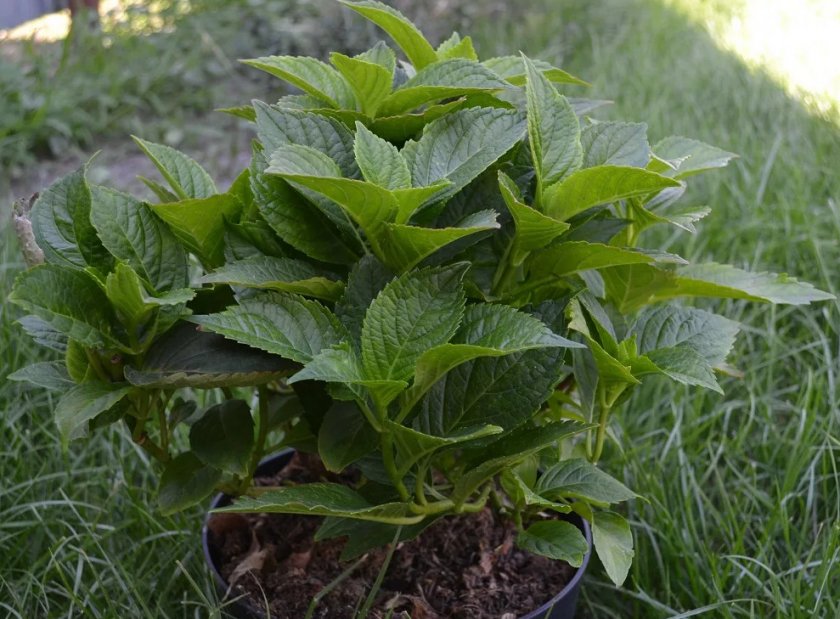 Саженцы крупнолистной гортензии Саженцы крупнолистной гортензии