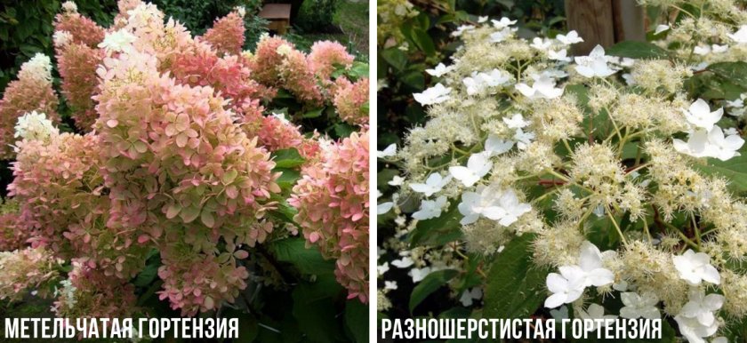 Виды гортензии Виды гортензии