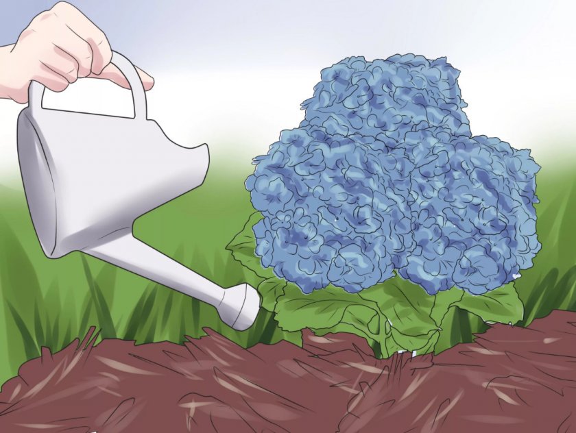 Полив гортензии Полив гортензии