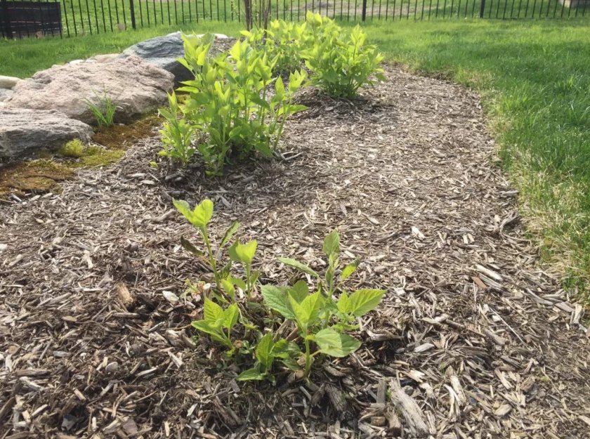 Мульчирование гортензии Мульчирование гортензии