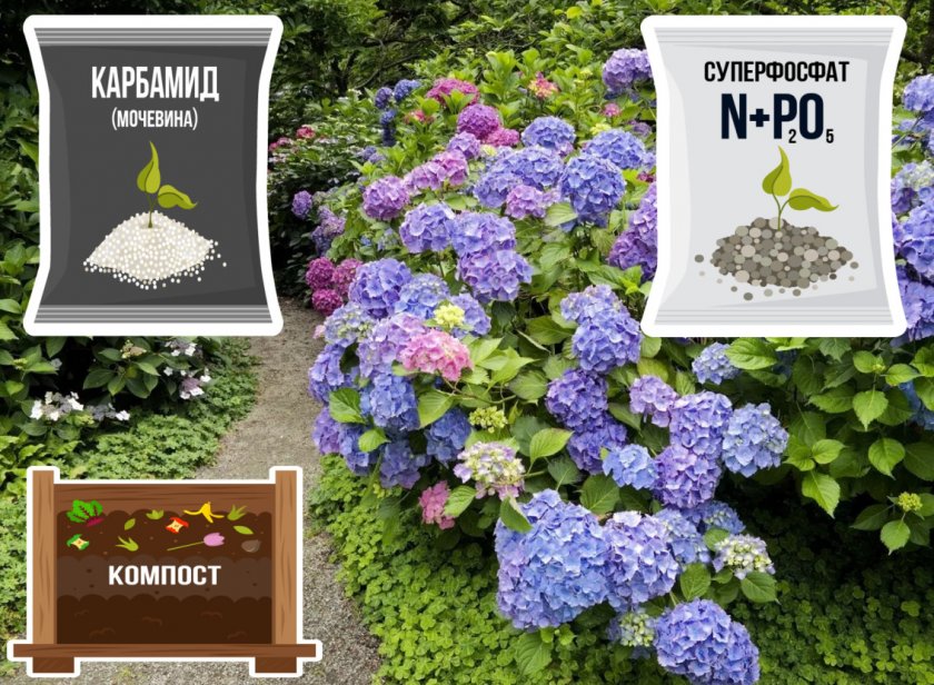 Удобрение и подкормка гортензии Удобрение и подкормка гортензии